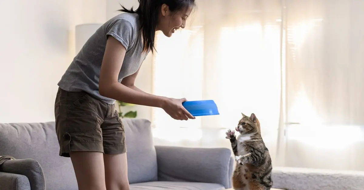 Essential Guide to Cat Training Supplies