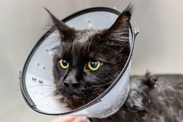 The Importance of Pet Grooming for Health and Hygiene
