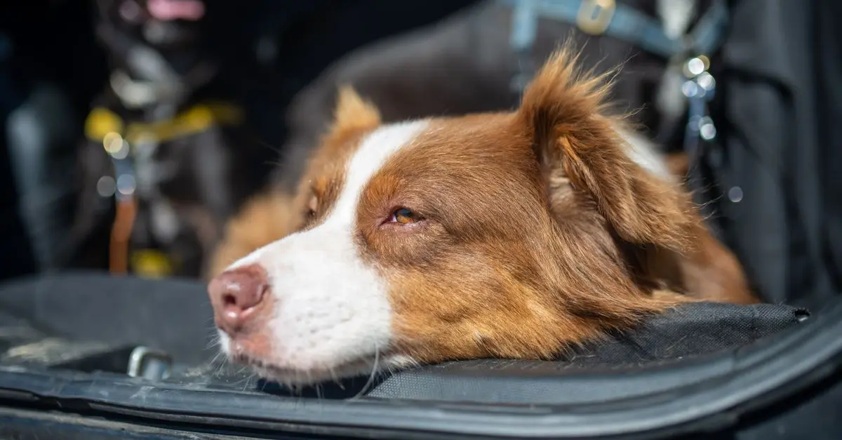 Complete Guide to Traveling with Dogs