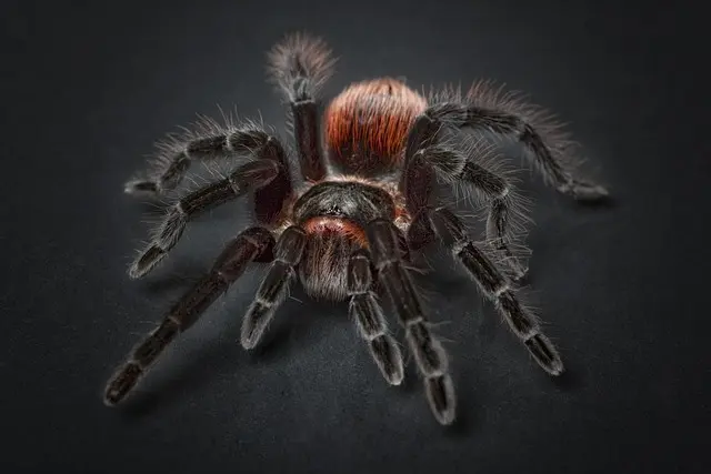 Your Ultimate Guide to Exotic Pets Care