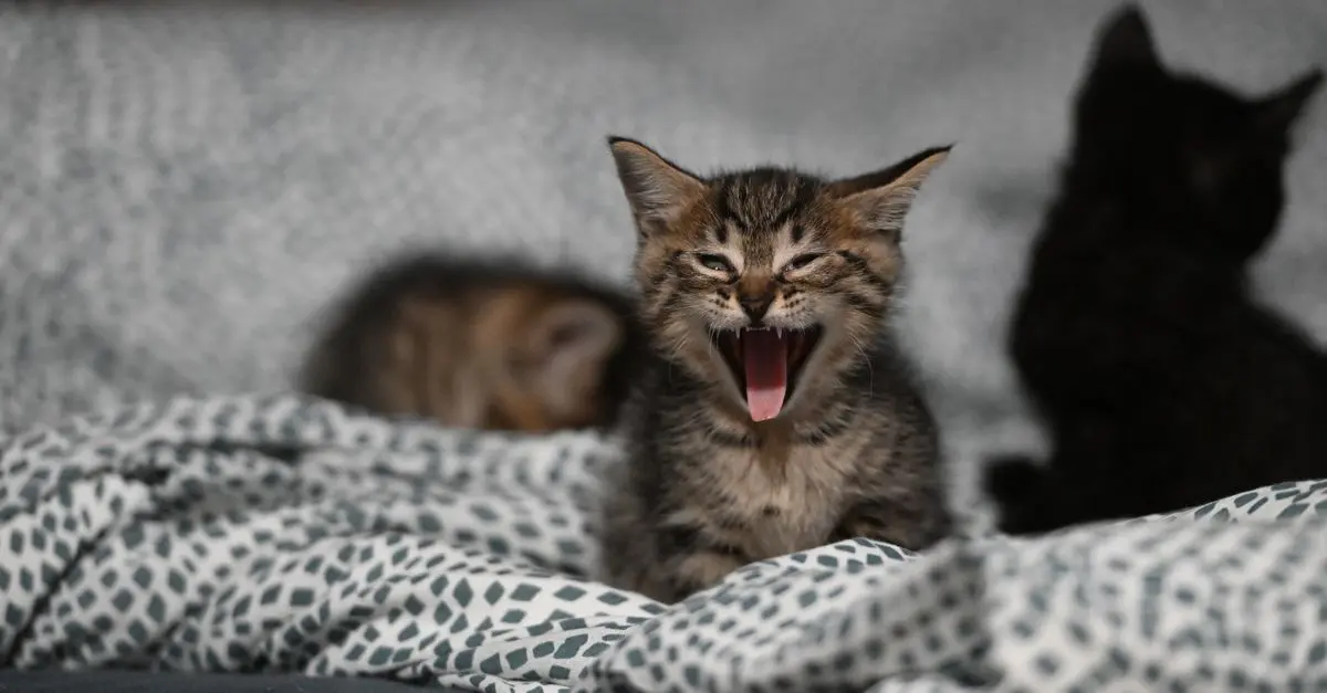 A Comprehensive Guide to Choosing Pet Bedding Options