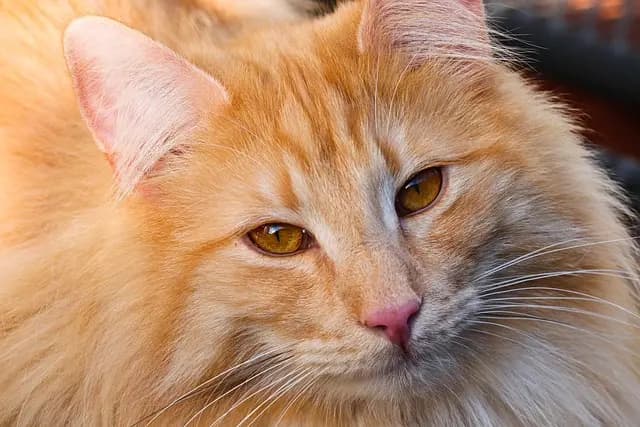 Understanding Cat Breeds: Detailed Insights