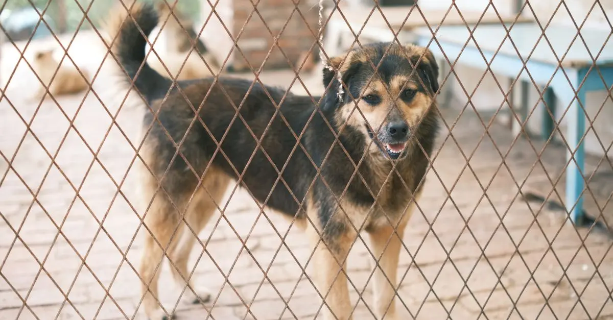 Essential Guide to Pet Adoption: Steps & Tips