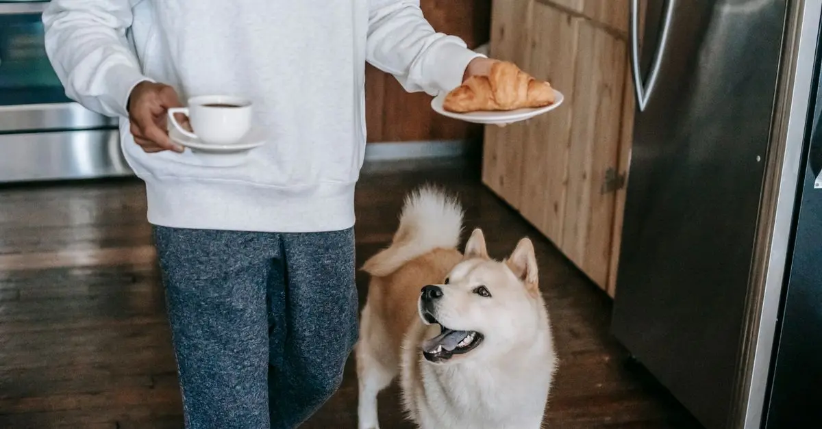Best Dog Food Bowls: Comprehensive Buying Guide