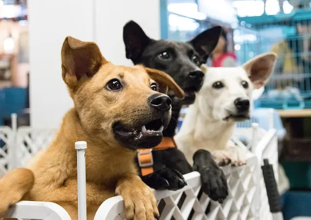 Adopting a Dog: Avoid Common Mistakes
