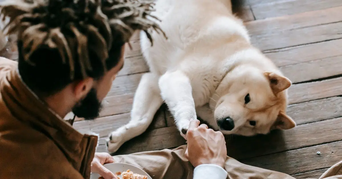 Best Dog Food: Top Brands and Reviews for Healthy Pups