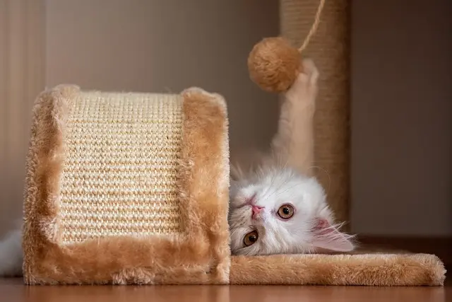 Guía de compra de juguetes interactivos para mascotas