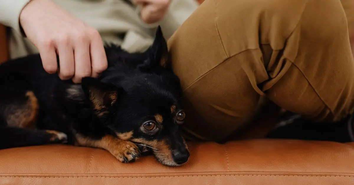 Comprehensive Guide to Pet Loss Support