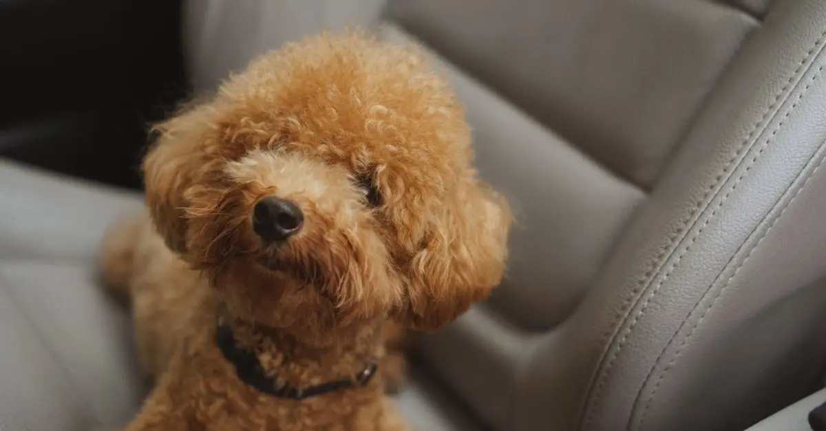 Essential Pet Safety Tips for a Secure Home