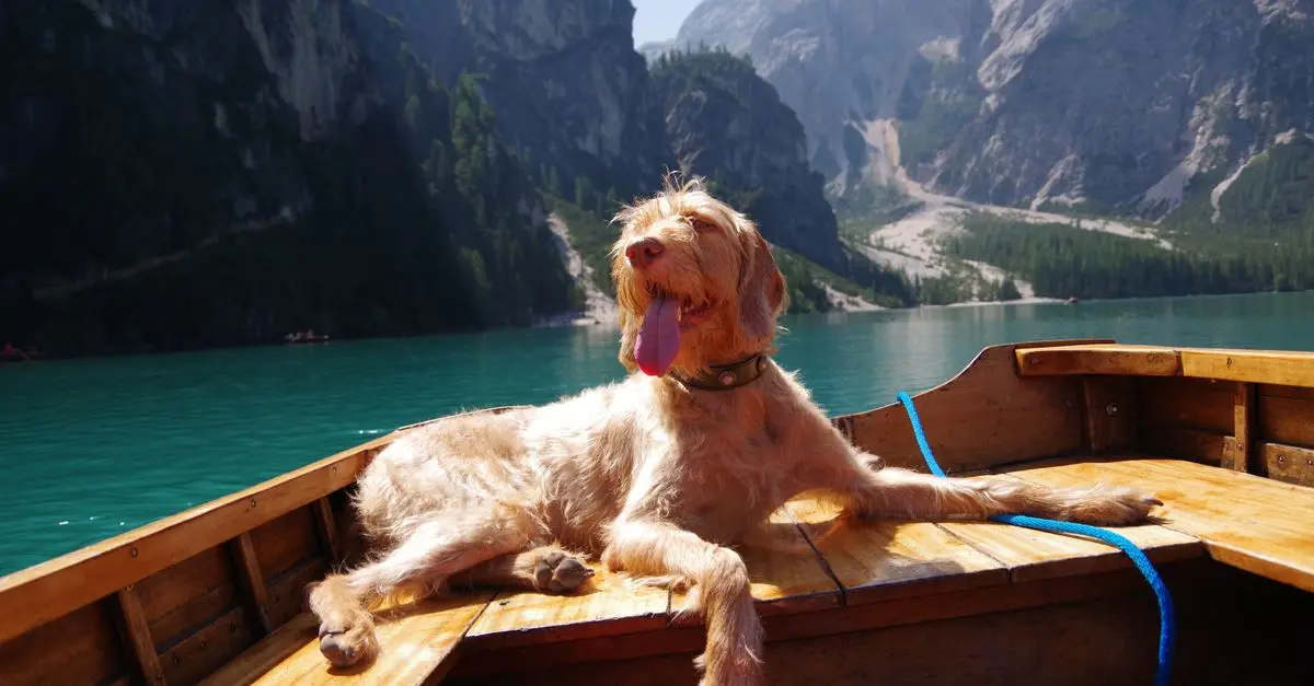 Vacances de luxe avec vos animaux : erreurs à éviter