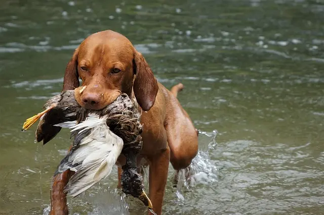 Best Pet Training Products Buying Guide