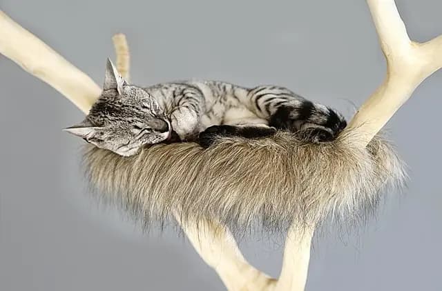 Top Cat Scratching Posts: Ultimate Buying Guide