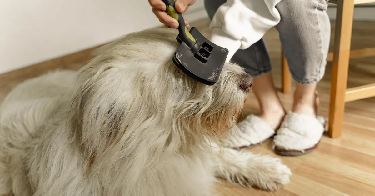 How to Groom Your Dog at Home: A Complete Guide