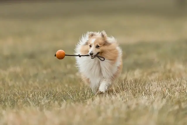 Best Dog Toys: Ultimate Buying Guide for Pet Owners