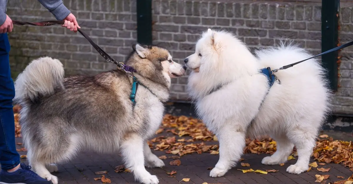 Dog Behavior Issues: Common Buying Mistakes