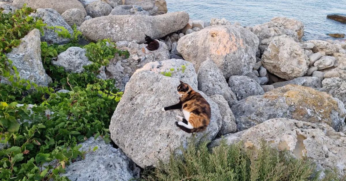 Essential Guide to Traveling with Cats