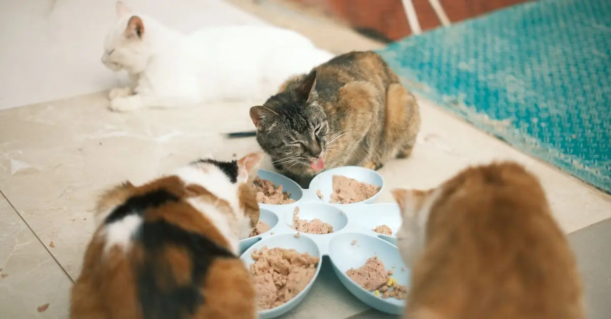 The Ultimate Cat Nutrition Guide for Optimal Health