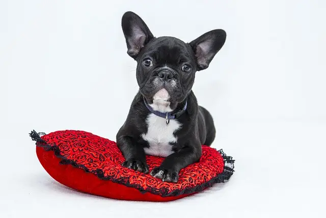 The Ultimate Guide to the Best Dog Training Collars