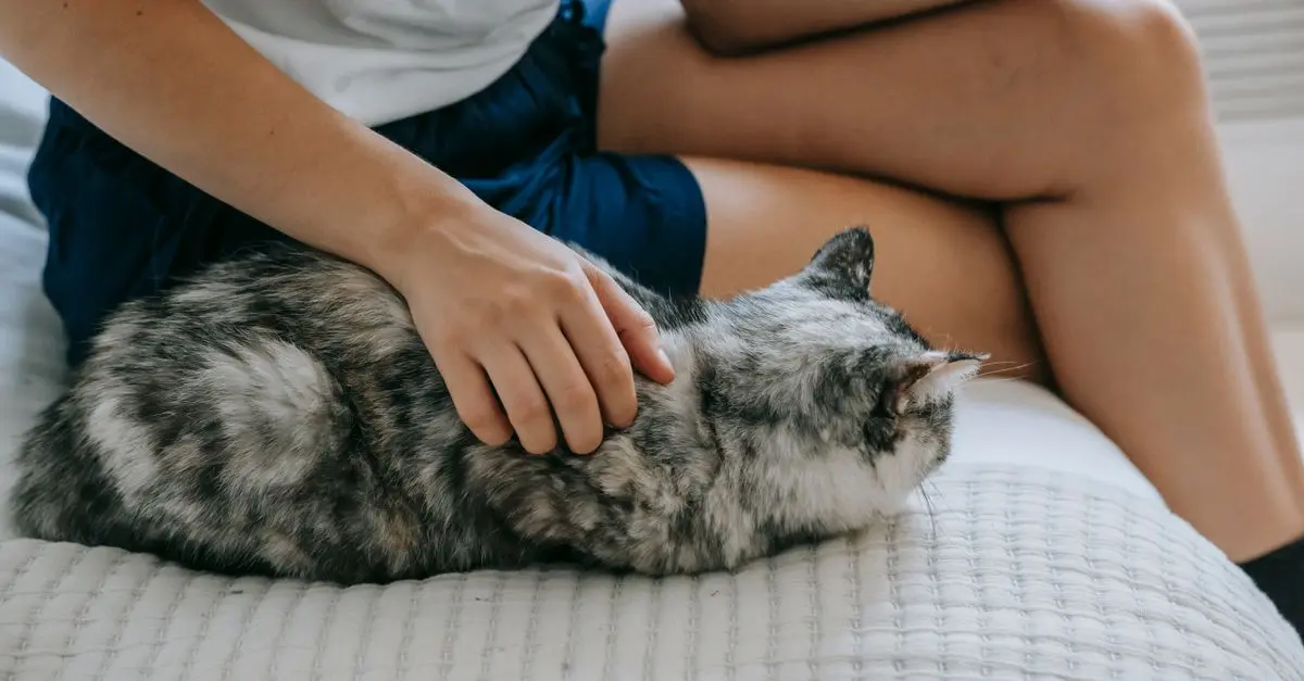 Best Cat Litter: A Comprehensive Buying Guide