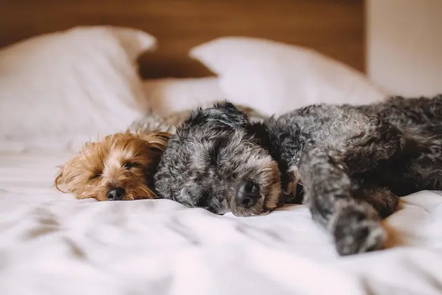 Best Dog Beds: Your Guide to the Top Choices