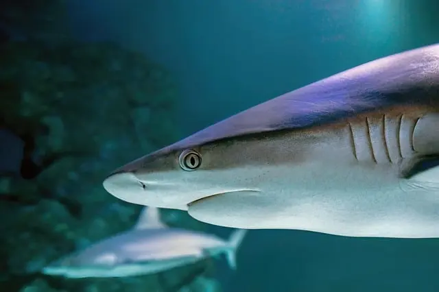 Ultimate Guide to Choosing Aquarium Heaters