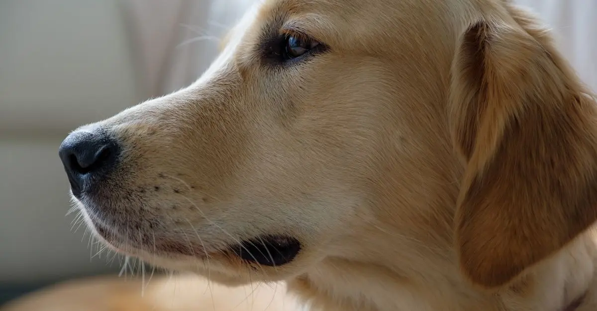 Complete Dog Breed Grooming Guides