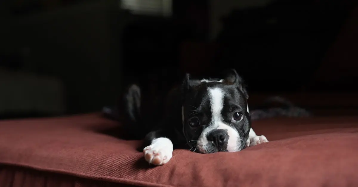 Best Dog Beds for Large Breeds