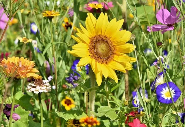 Jardin Vertical : Guide d'Achat Complet