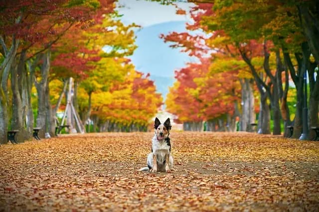 Ultimate Guide to Seasonal Pet Products for Every Budget