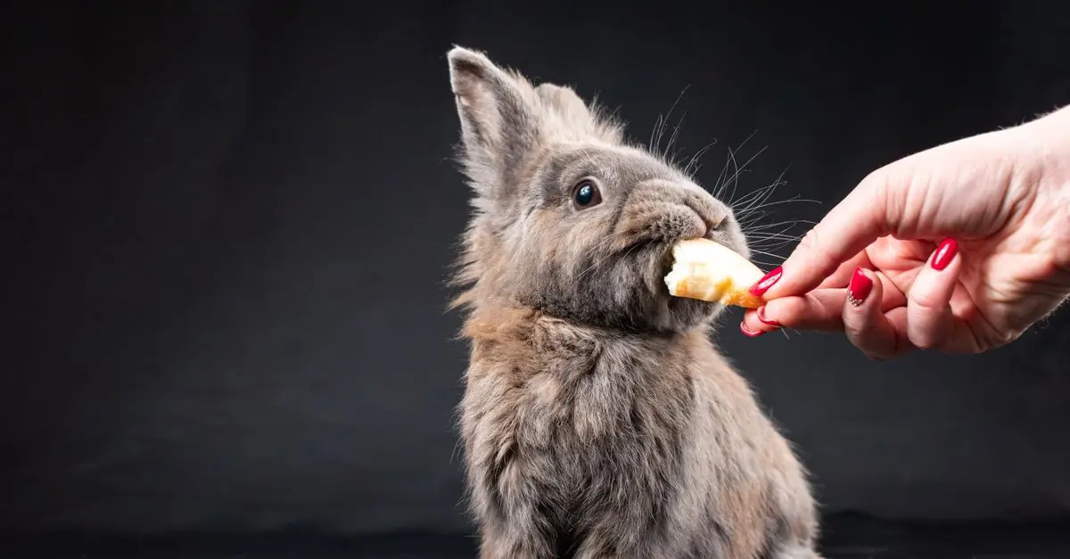 Small Animal Nutrition: A Comprehensive Buying Guide