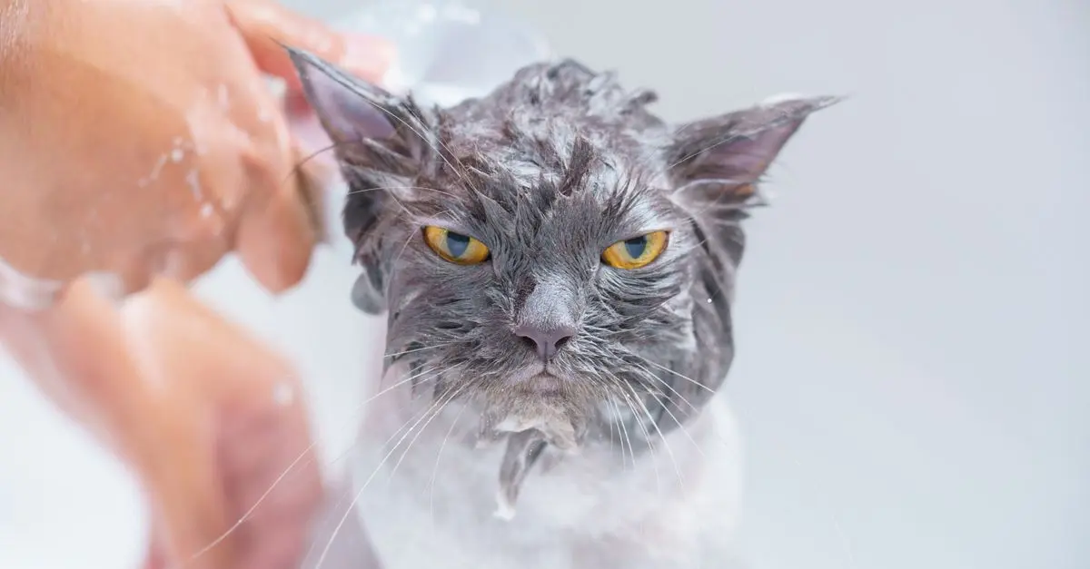 Essential Cat Grooming Tips to Keep Your Feline Friend Healthy